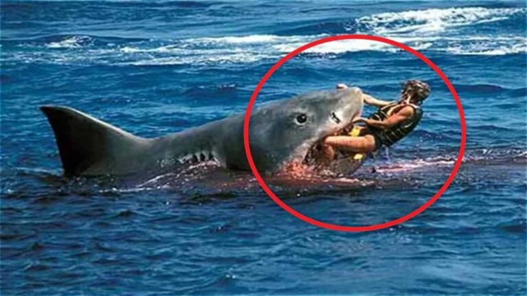 attaque requin egypte