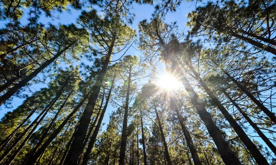 Explorer la forêt domaniale de Saint Trojan les Bains