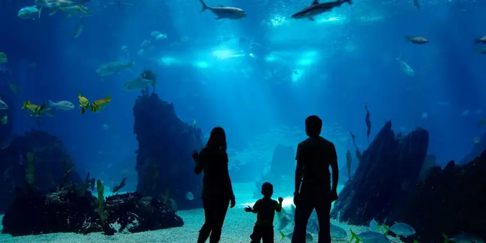 L'Aquarium de Bordeaux immersion marine pour les enfants